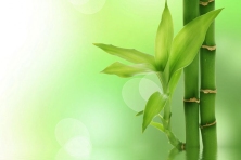 category-green-bamboo